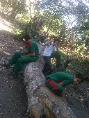 Boletines